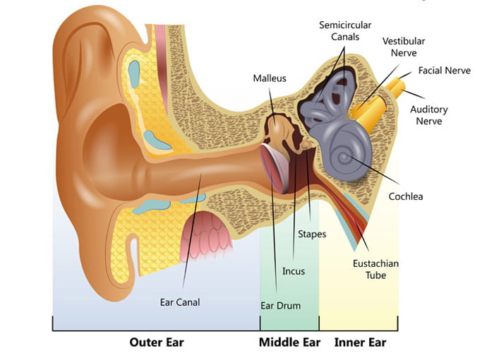 middle ear diagram